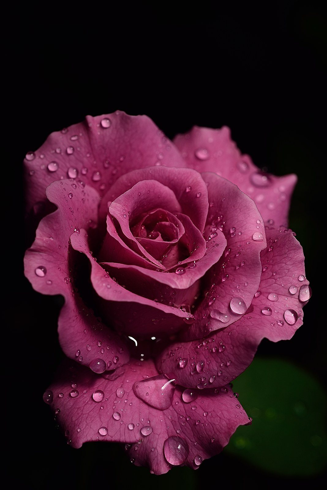 Purple Rain