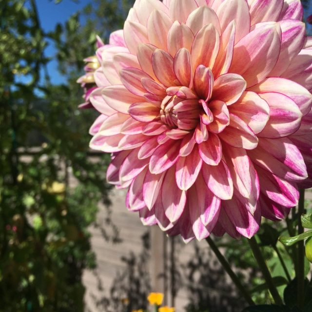 Vibrant