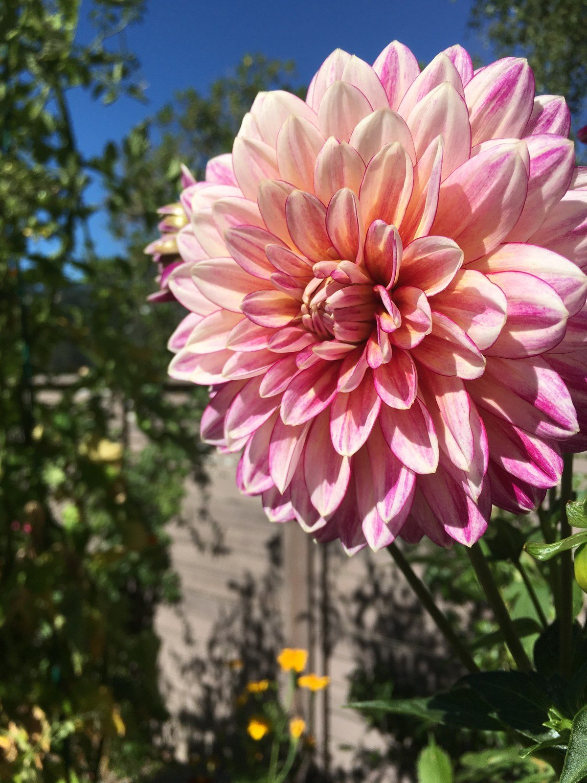 Vibrant