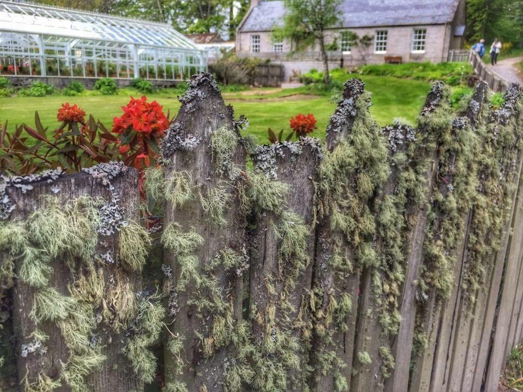Balmoral Beauty