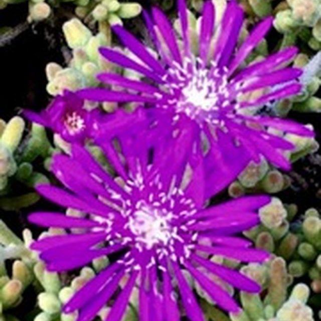 Hearty Succulents