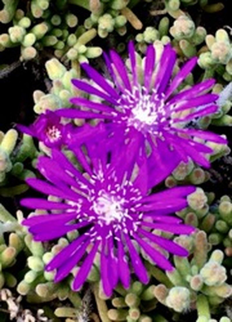 Hearty Succulents