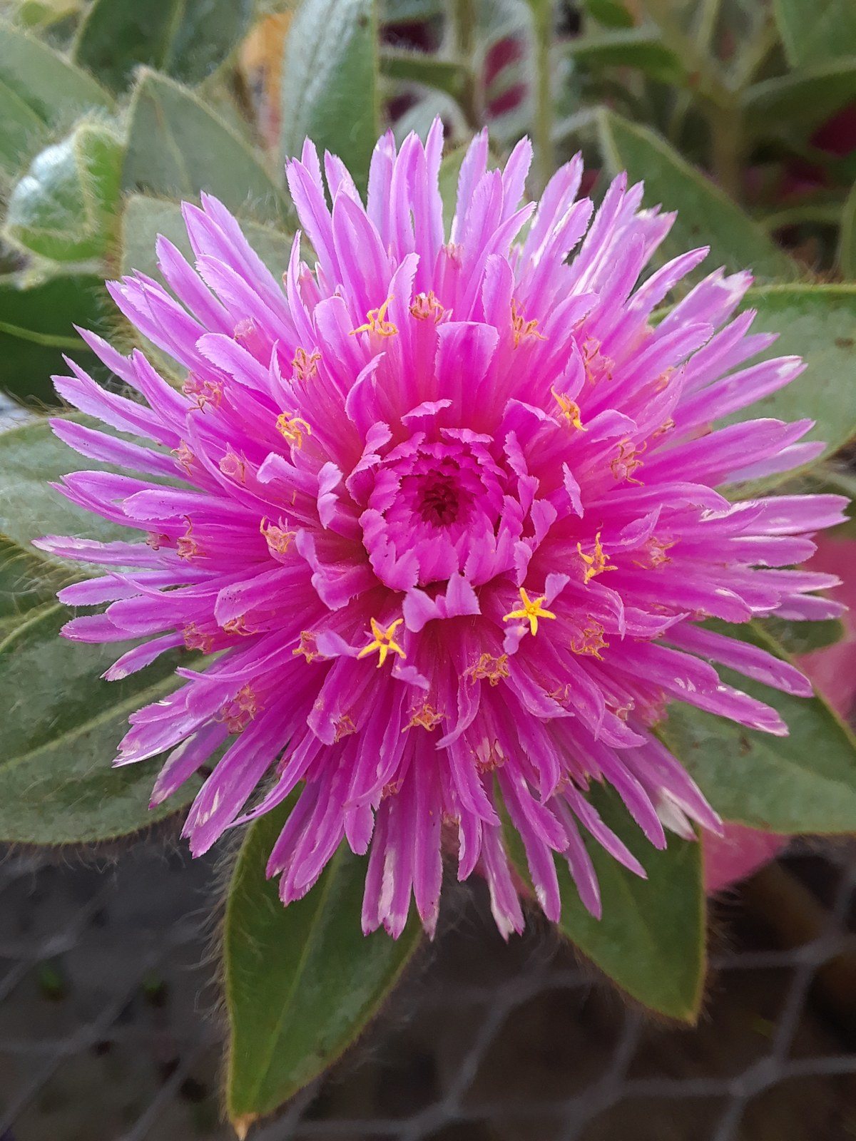 Pretty In Pink