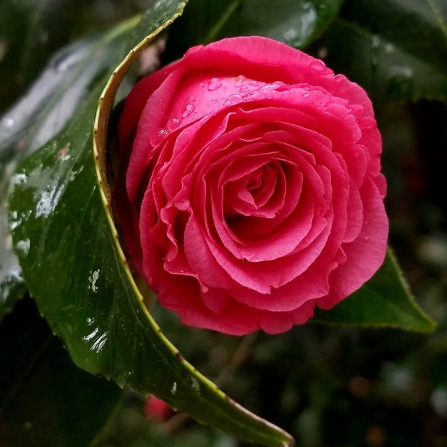 Peaking At The Rain