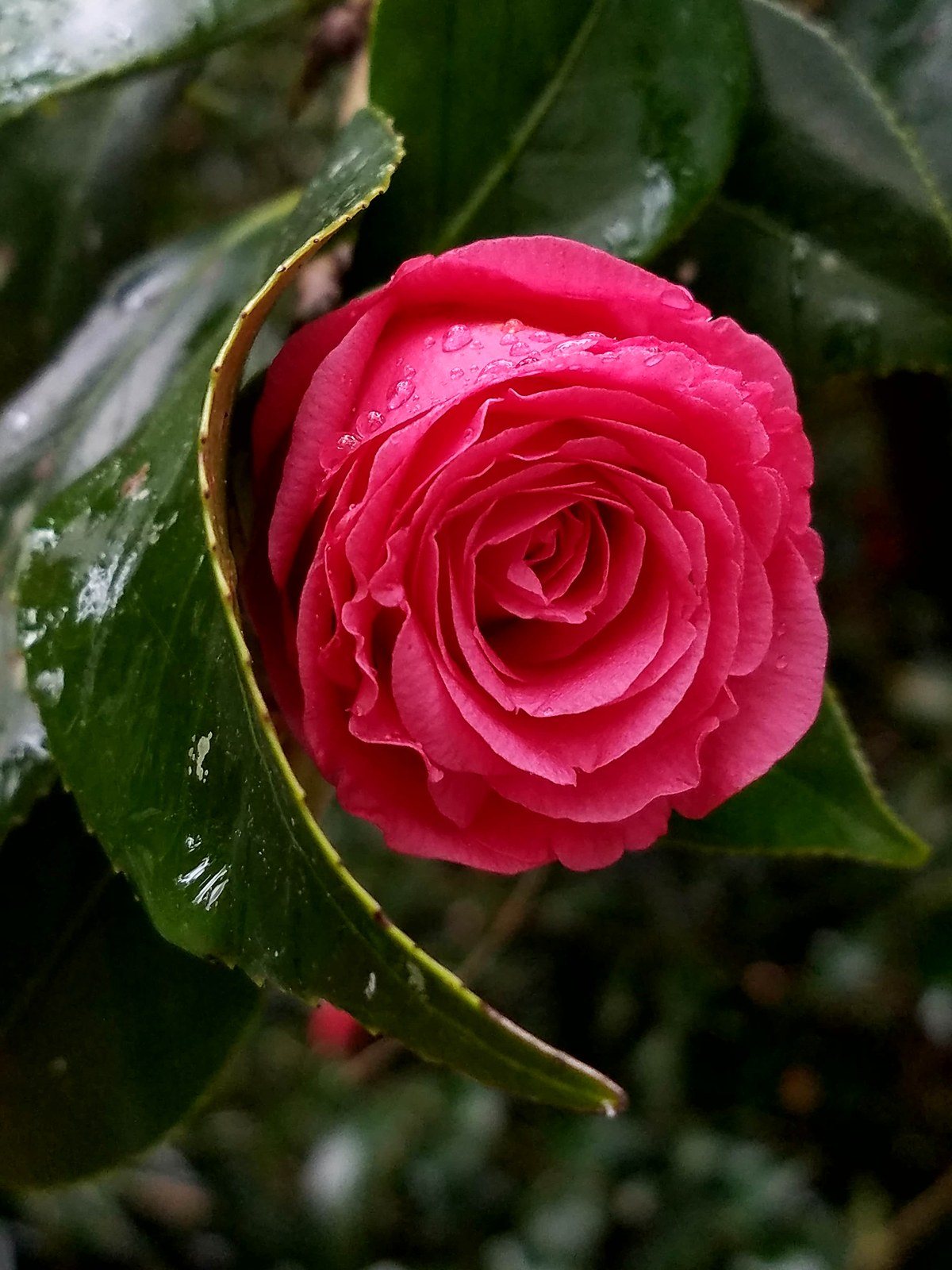 Peaking At The Rain