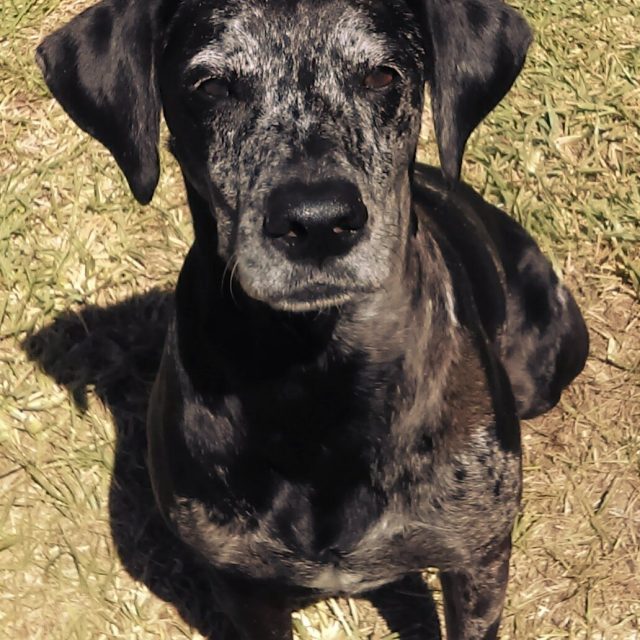 Pretty Girl Sassafras Love Of My Life