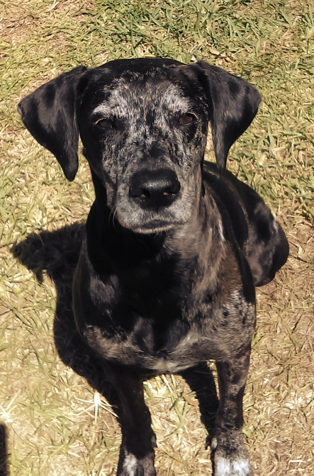 Pretty Girl Sassafras Love Of My Life