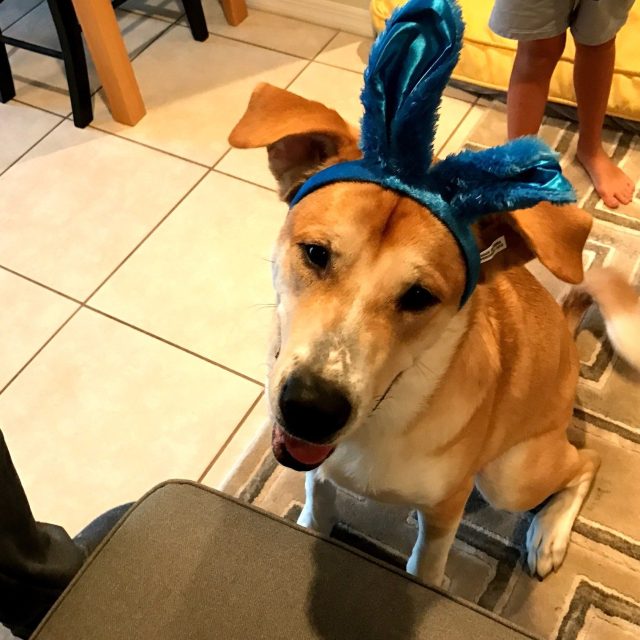 Summit The Easter Hound