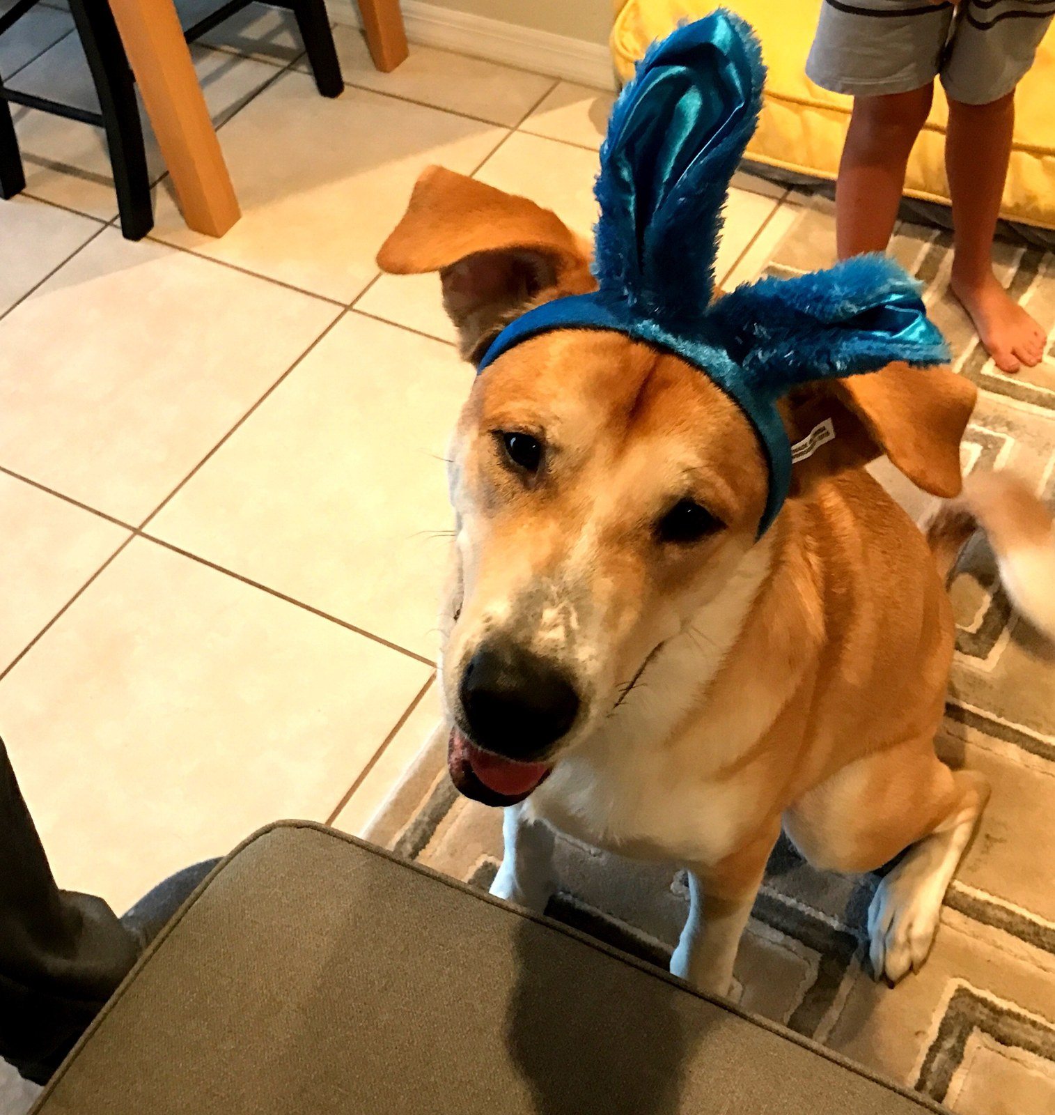 Summit The Easter Hound
