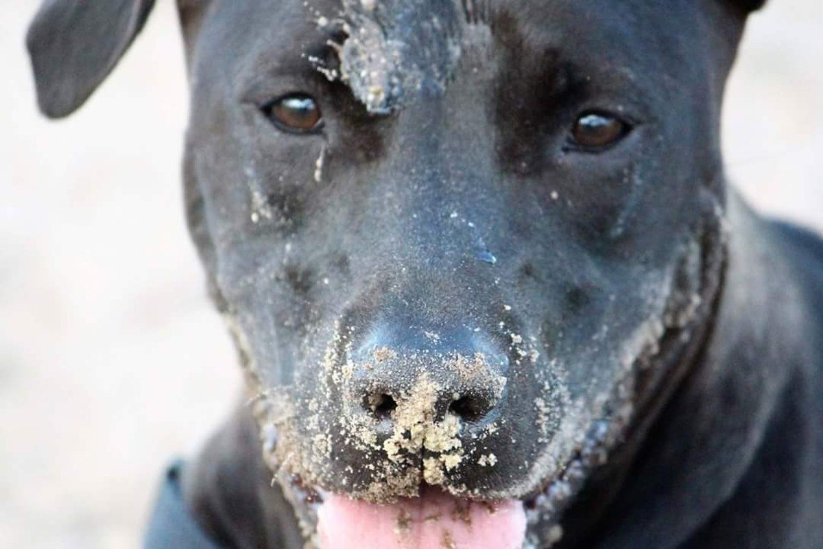Dirty Girl