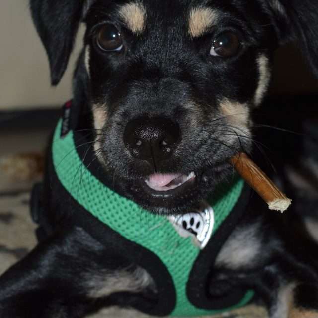 Puppy Cigar