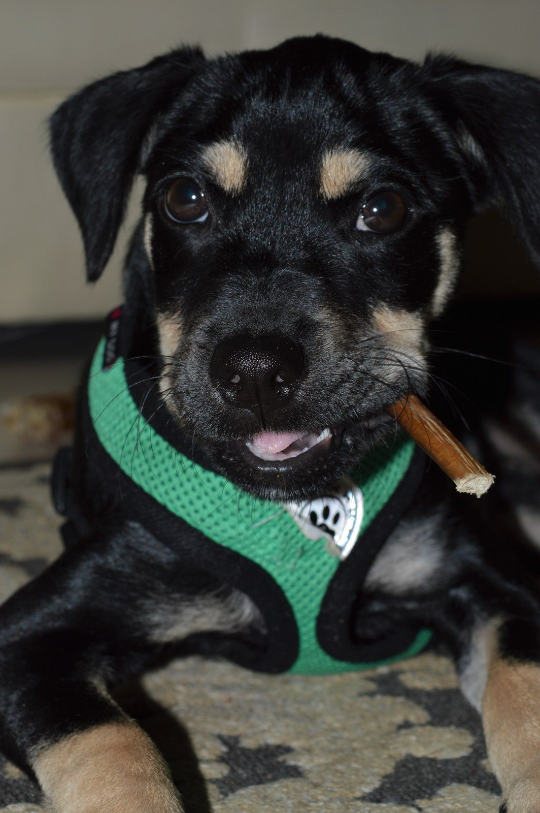 Puppy Cigar