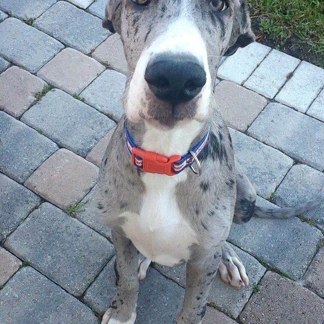 Harley