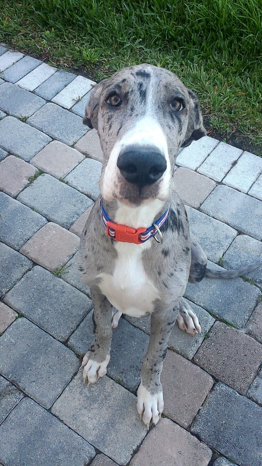 Harley