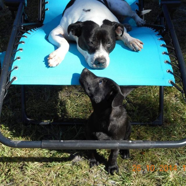 Daisy And Midnight