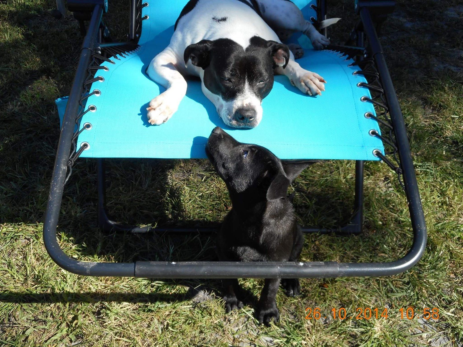 Daisy And Midnight