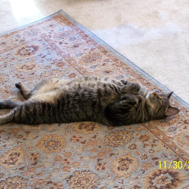 Missy - Rescued March 2006