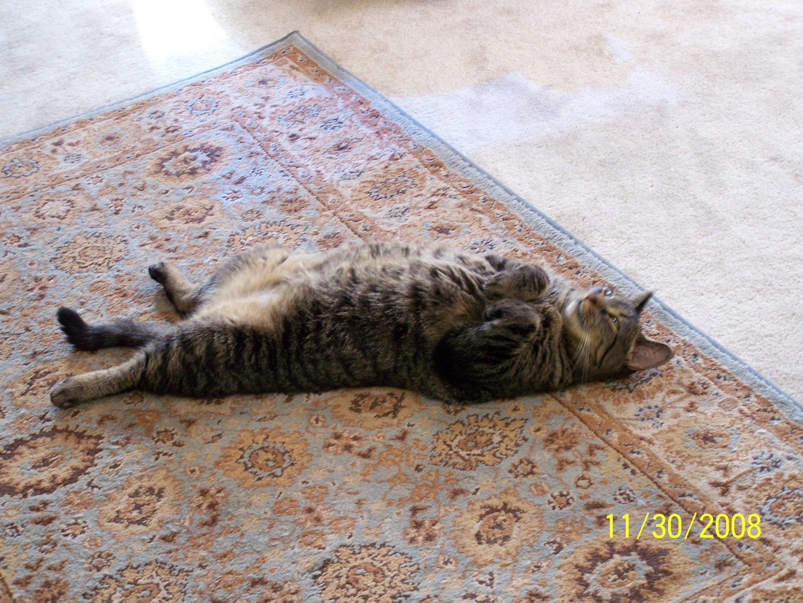 Missy - Rescued March 2006