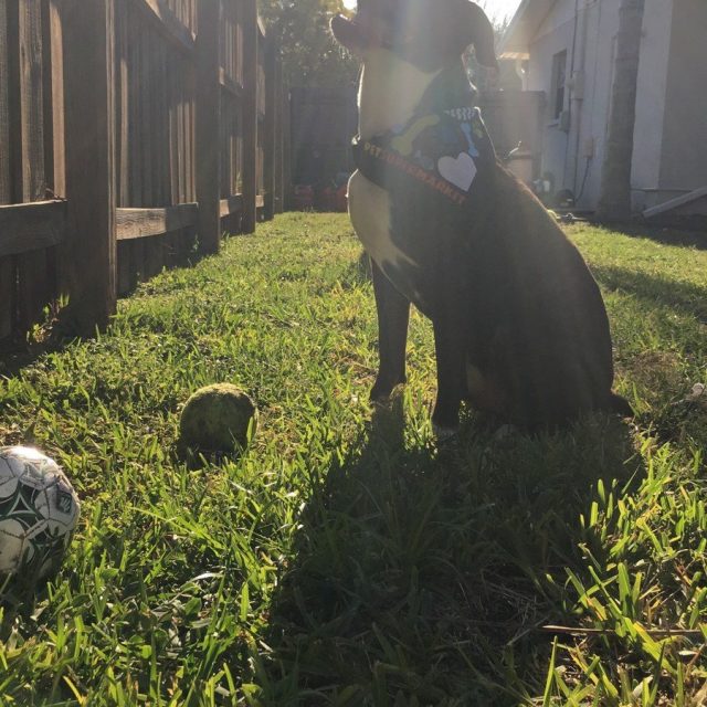 Rocky