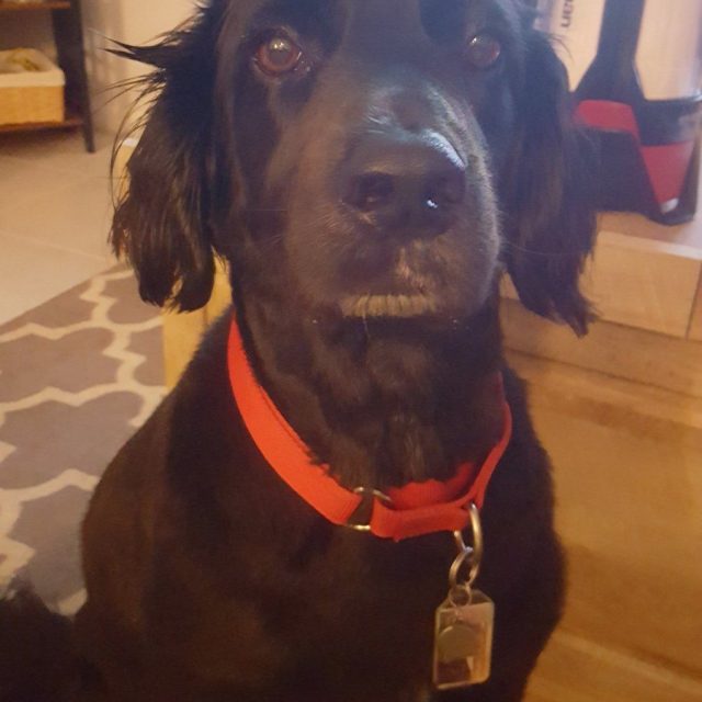 Abby