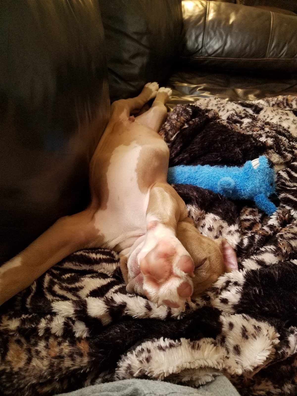 Lazy Days