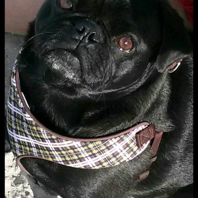 Did U Say Treat?