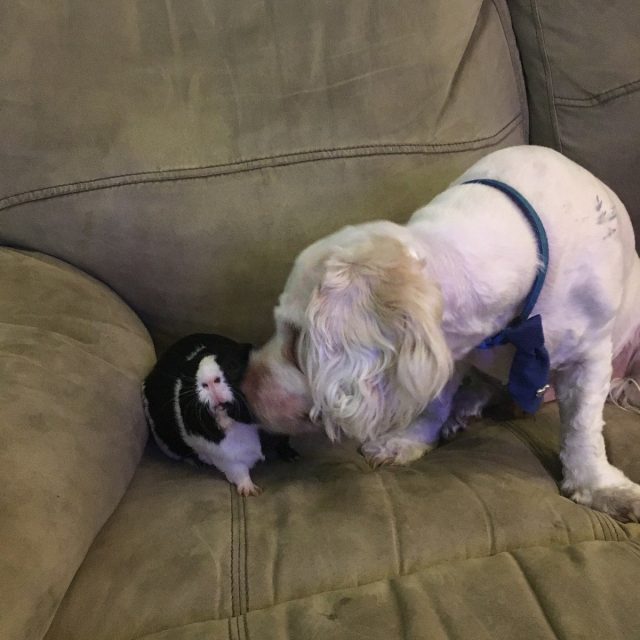 Interspecies Love