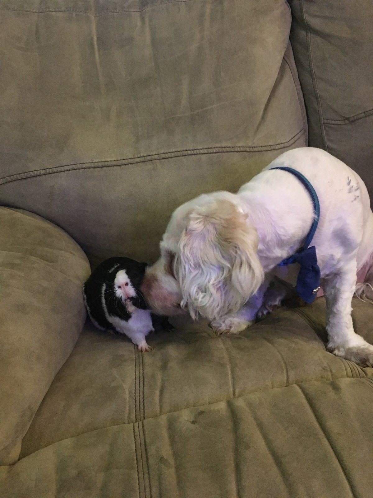 Interspecies Love