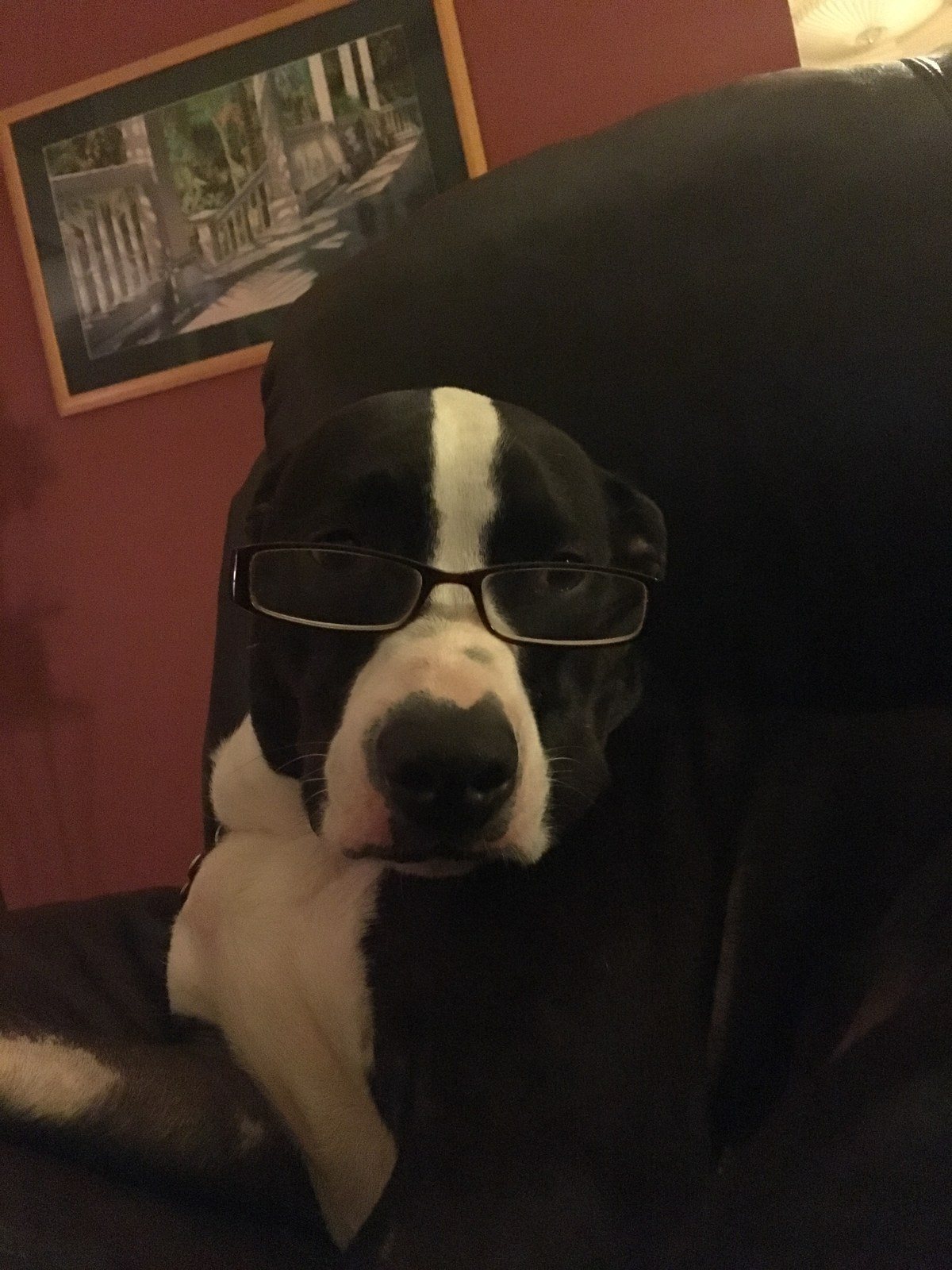 Professor Oscar