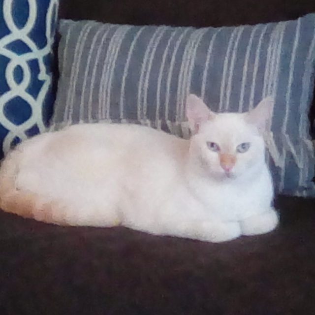 Miss Kitty