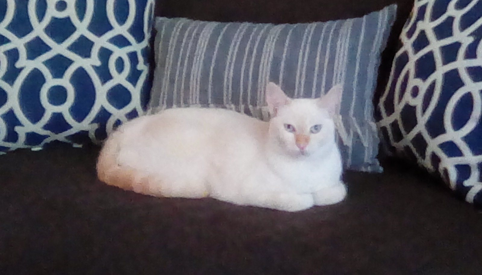 Miss Kitty