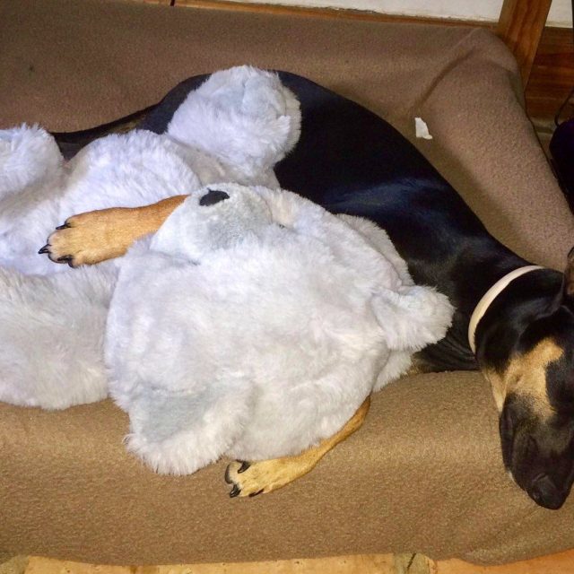 My Teddy