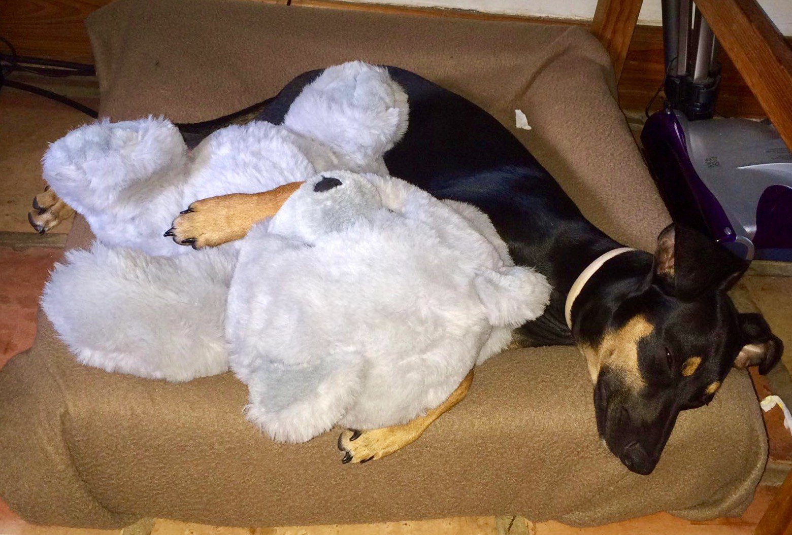 My Teddy
