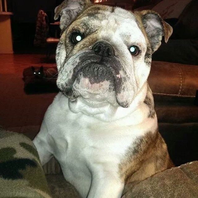 Chesty