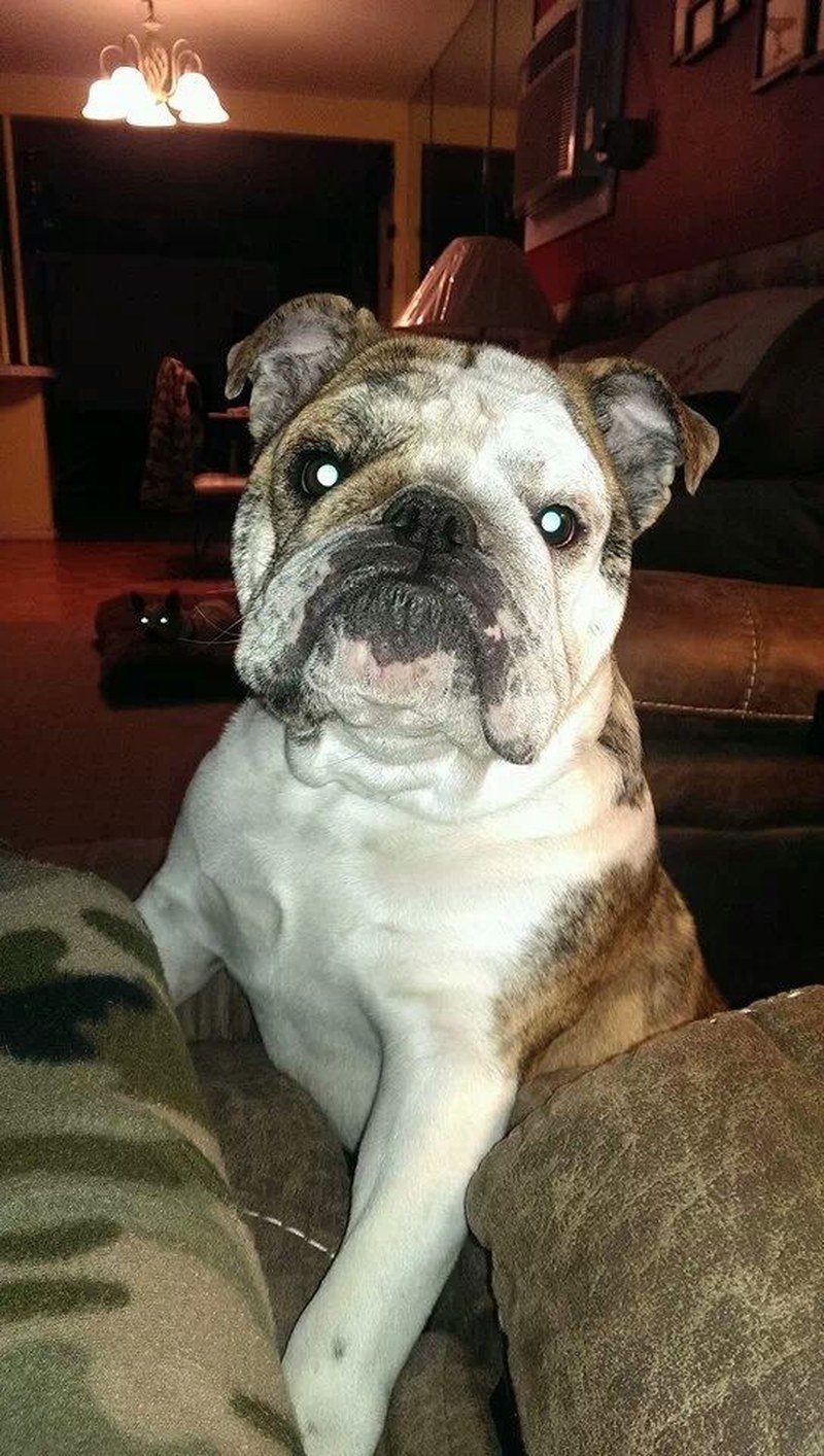 Chesty