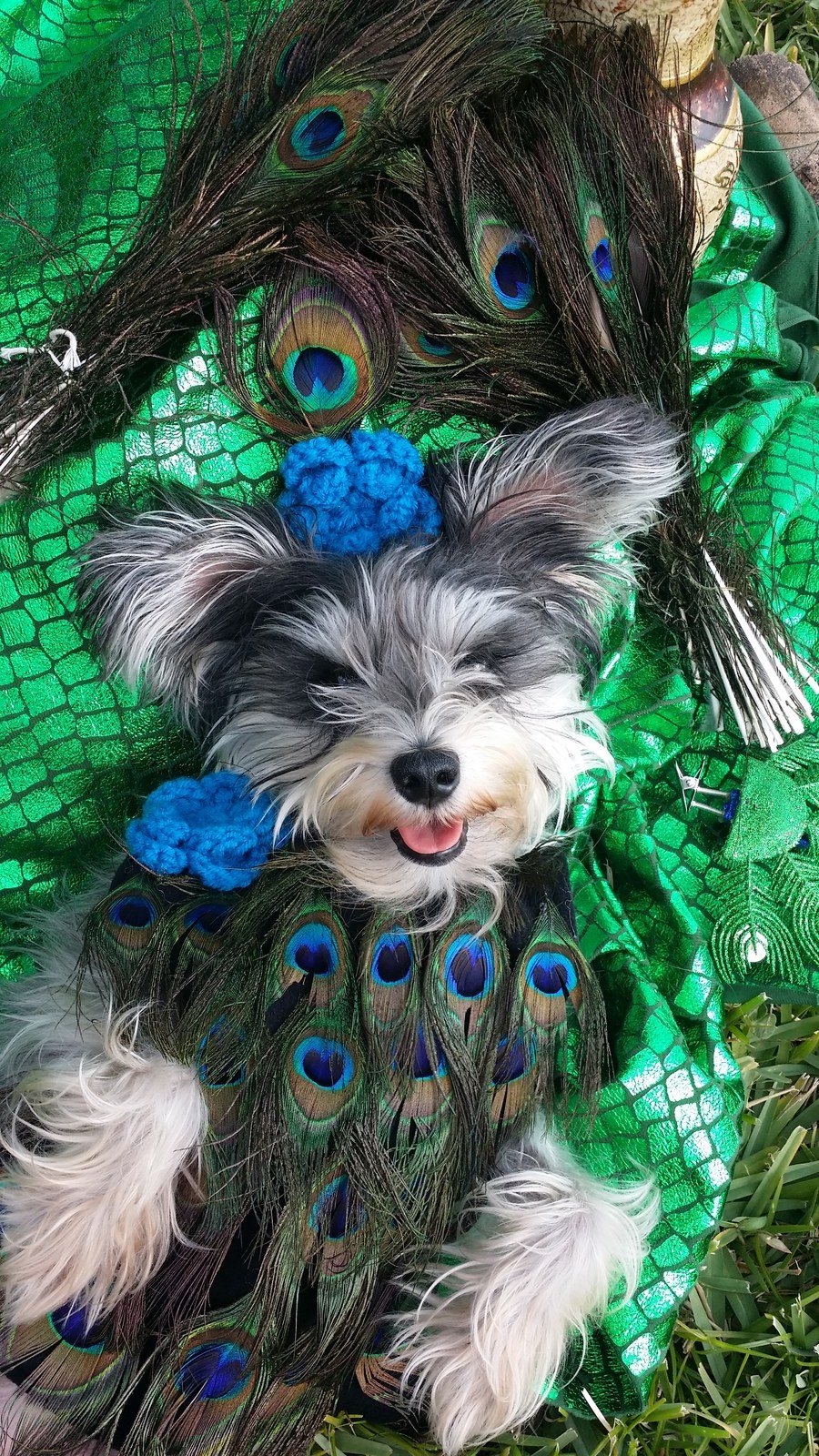Mirror Mirror On The Wall, Who's The Most Beautiful Peacock Of Them All?