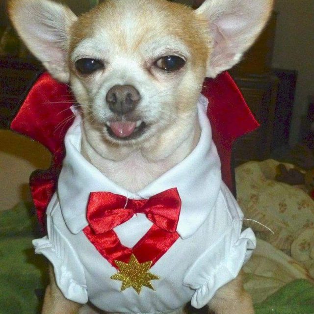 Edward ~ Adopted 2011