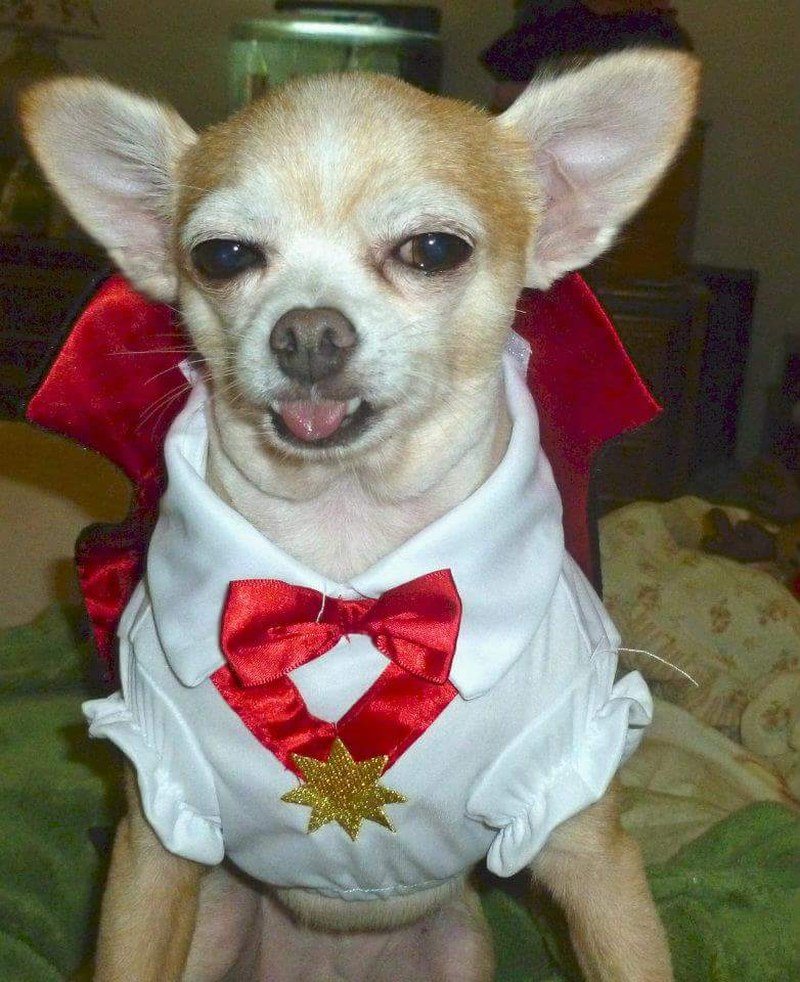 Edward ~ Adopted 2011
