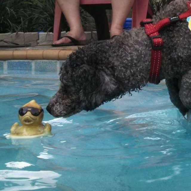 Come Here Duckie...