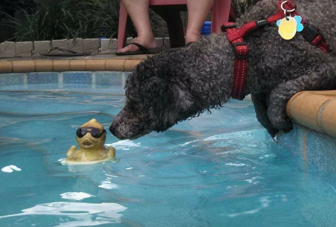 Come Here Duckie...