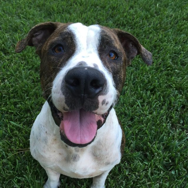 Come On Throw The Ball!