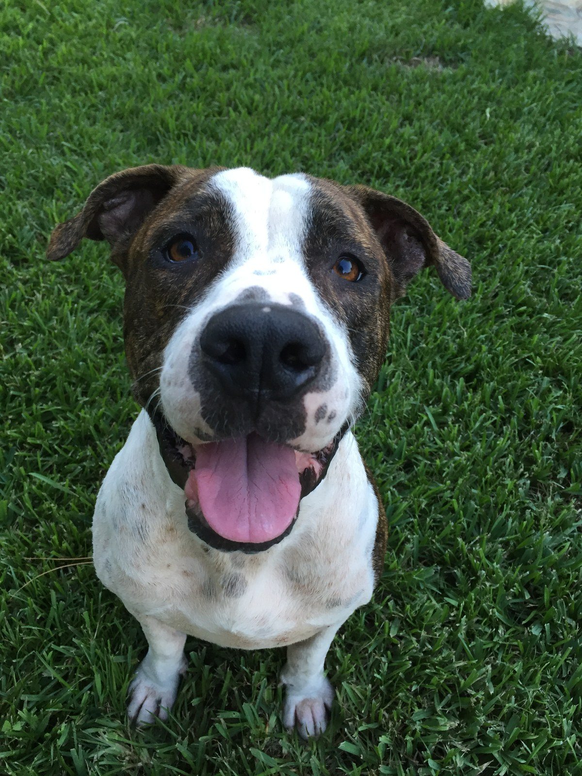 Come On Throw The Ball!