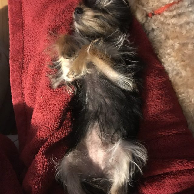 Now I Lay Me Down To Sleep