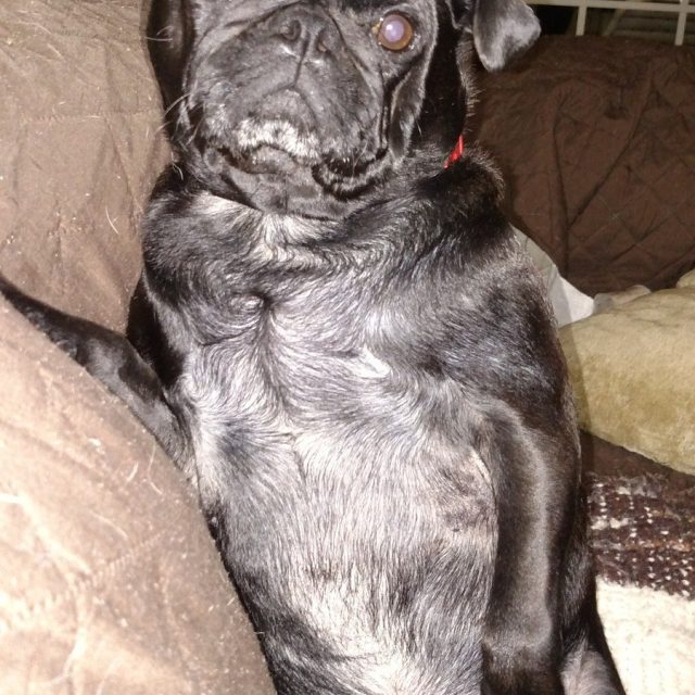 I'm Harley The Handsome Pug