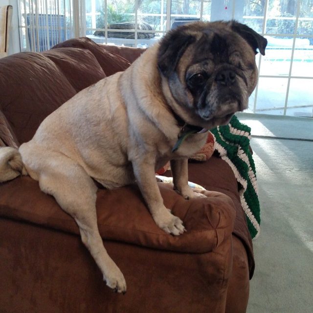 My Comfy Position On The Couch