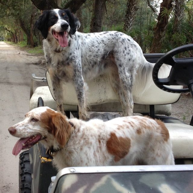 Country Dogs!