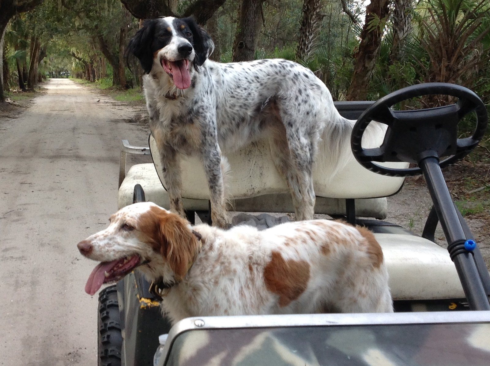 Country Dogs!