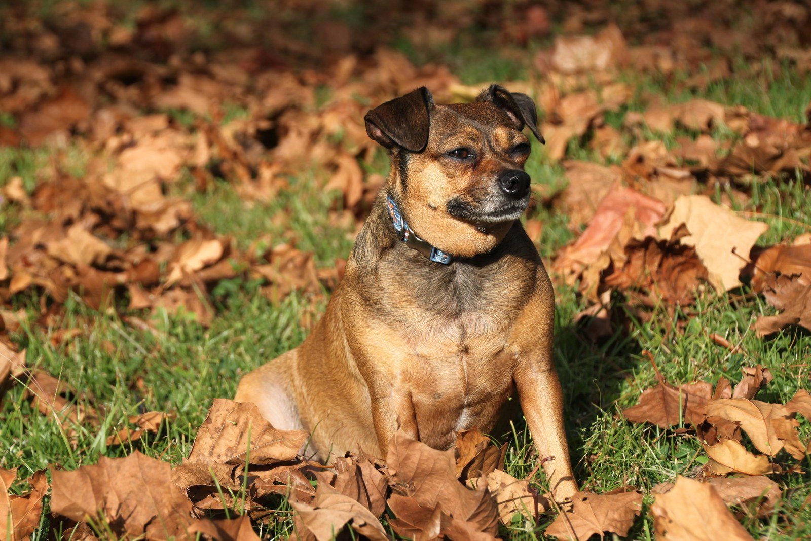 Bocita In Autumn Leaves