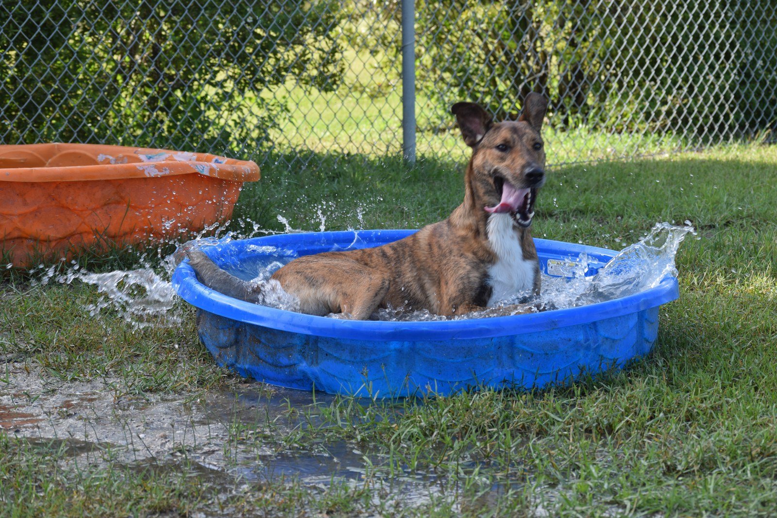 Splish Splash