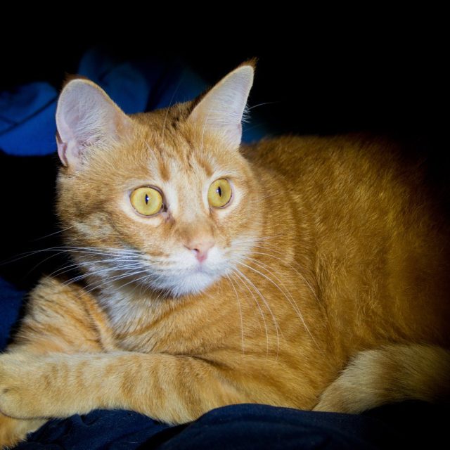 Thomas